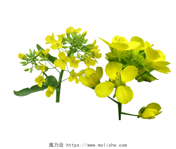 黄色油菜花矢量图片